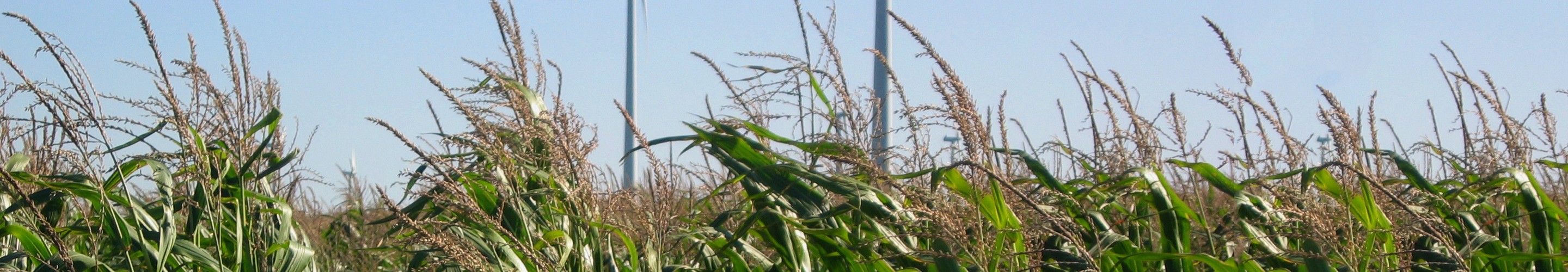 Cornfield