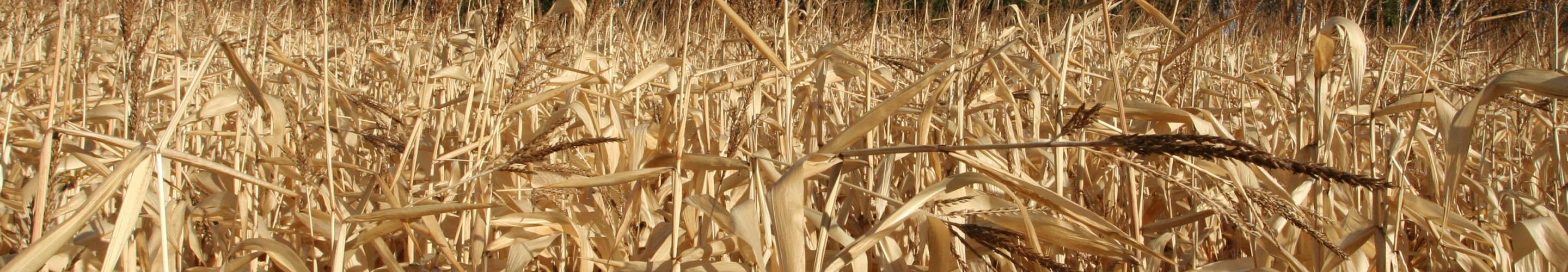 Dry Cornstalks
