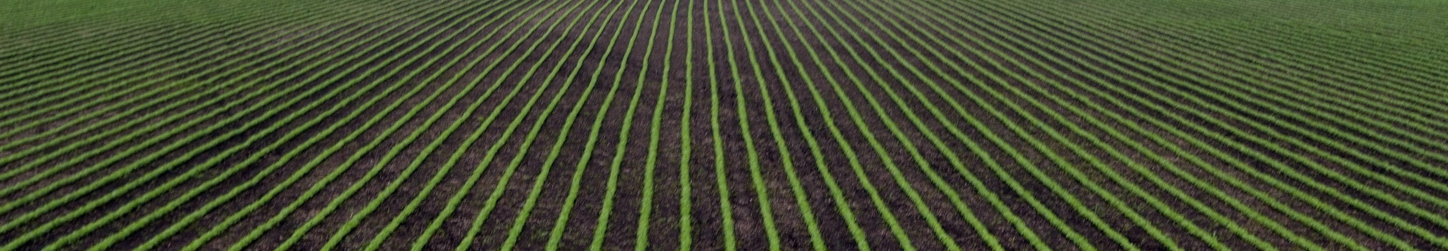 Seedlings