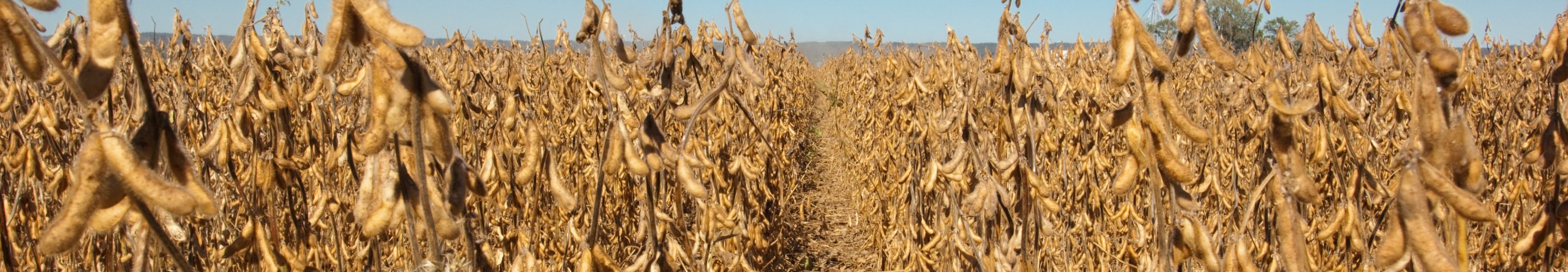 Dry Soybeans